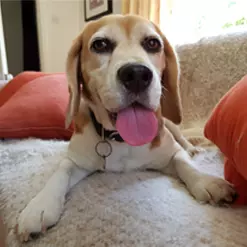 Ella (Dog) - Chief Morale Officer