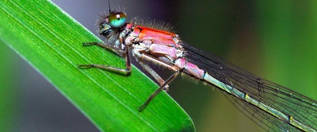 The Wildlife Trusts, Blue Tailed Damsel Fly, Steve Waterhouse