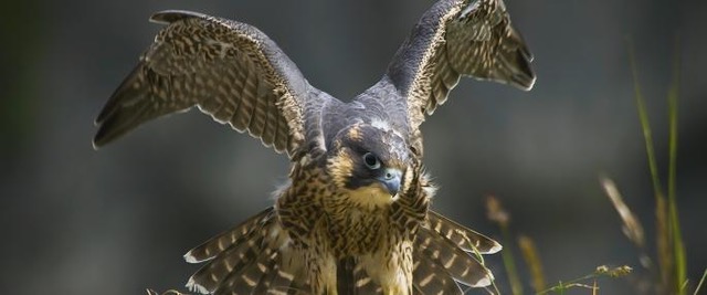 The Wildlife Trusts, Peregrine Falcon, Neil Aldrid